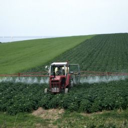 Farmer spraying a potato field